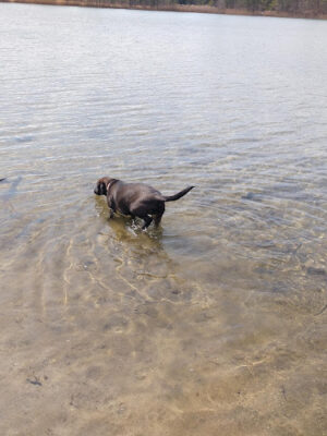 Oak Pond WMA