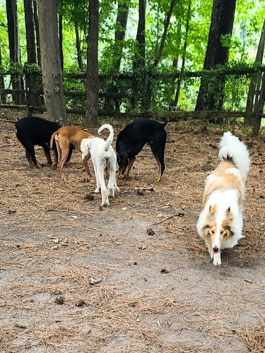 Dog Park at Sandy Bottom Nature Park - Hampton, VA