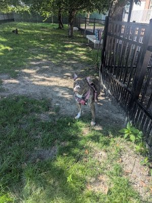 Downtown Hampton Dog Park