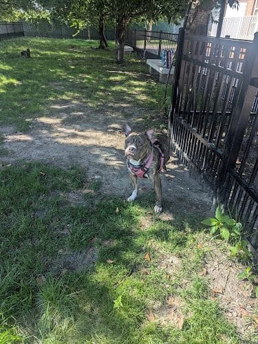 Downtown Hampton Dog Park