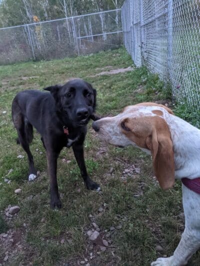 Hancock Dog Park - Hancock, MI