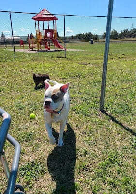Hancock Dog Park