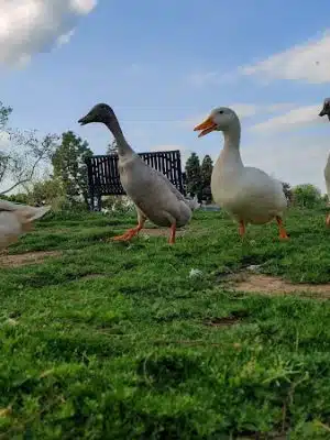 Hidden Valley Park