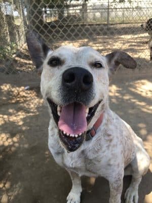 Kings SPCA