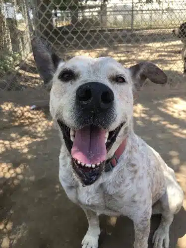Kings SPCA