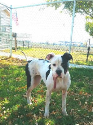 Kings SPCA