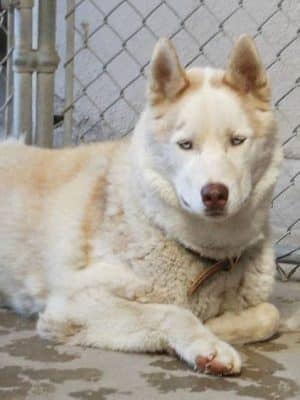 Kings SPCA