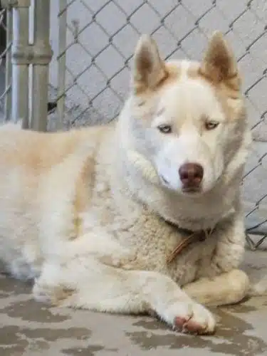 Kings SPCA