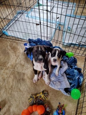 Kings SPCA
