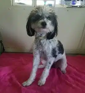 Kings SPCA