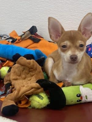 Kings SPCA