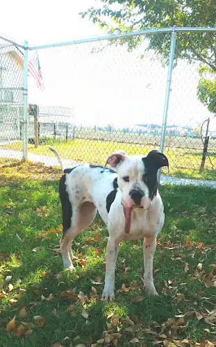 Kings SPCA