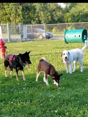 Dempsey Dog Park