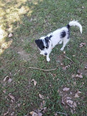 Dempsey Dog Park