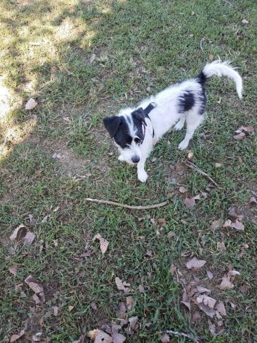 Dempsey Dog Park