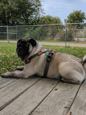 Dempsey Dog Park