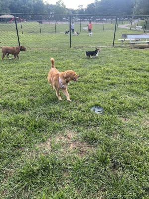 Matthewstown Harmans Dog Park