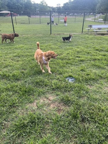 Matthewstown Harmans Dog Park