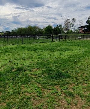 Matthewstown Harmans Dog Park