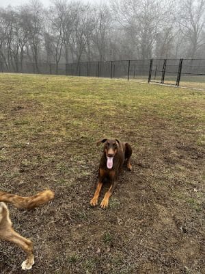 Matthewstown Harmans Dog Park