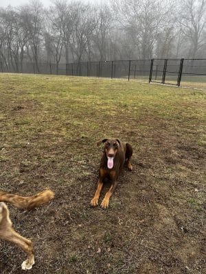 Matthewstown Harmans Dog Park