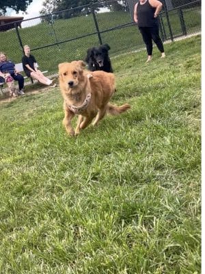 Matthewstown Harmans Dog Park