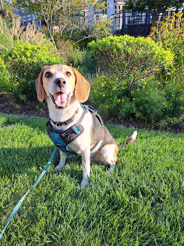 Happy Tails Dog Walking and More