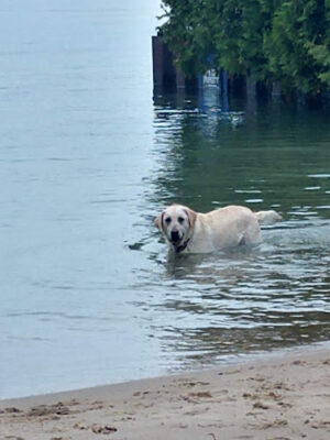 Zoll Street Beach