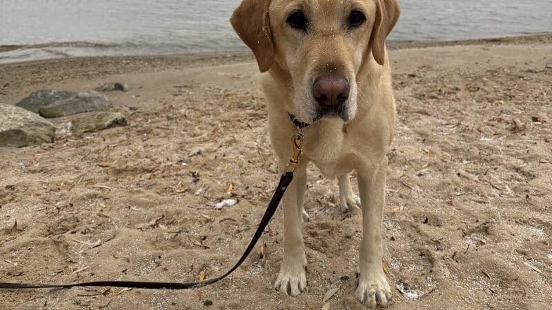 Zoll Street Beach - Harbor Springs, MI