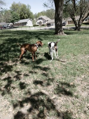 Harlan Dog Park - Harlan, IA