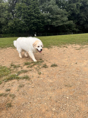 Happy Trails Dog Park