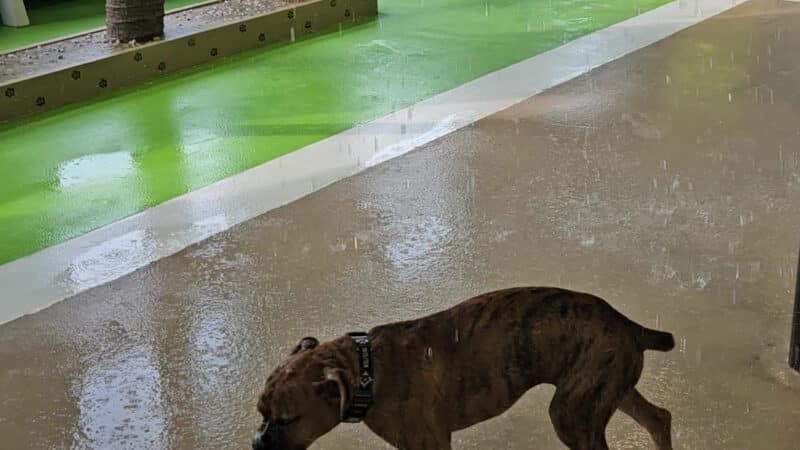 The Splash Bark by SDK - Harrisburg, SD