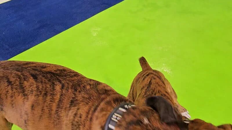 The Splash Bark by SDK - Harrisburg, SD