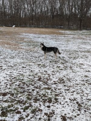 Harrison Dog Park