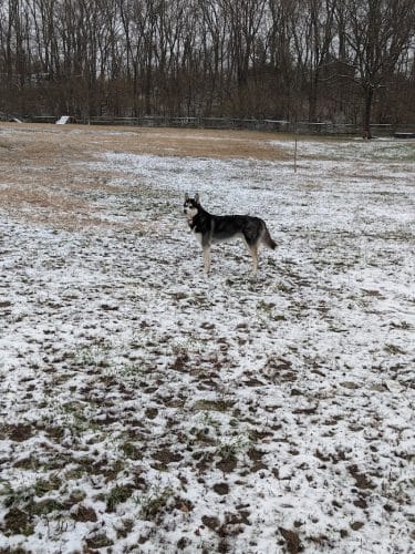 Harrison Dog Park