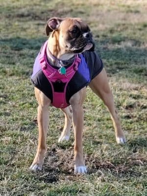 Harrison Dog Park