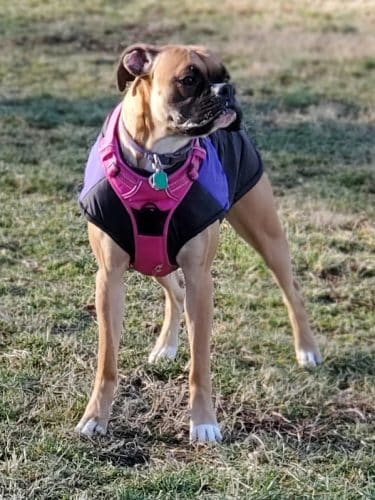 Harrison Dog Park