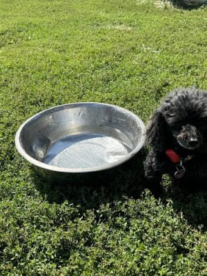 Harrisonburg Parks and Rec Dog Park