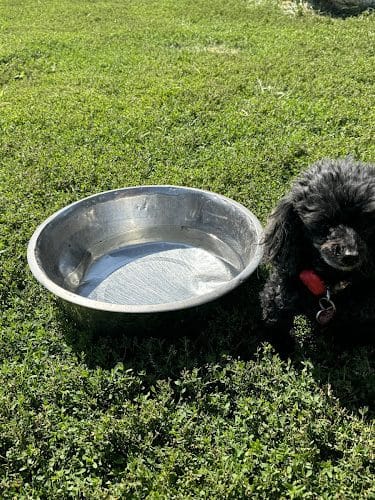Harrisonburg Parks and Rec Dog Park