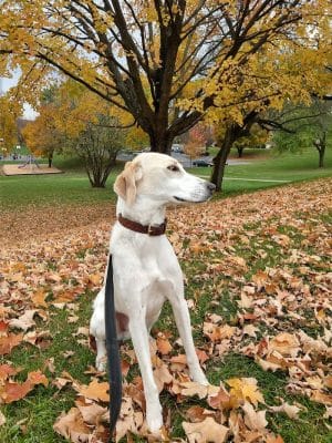 Kiwanis Park