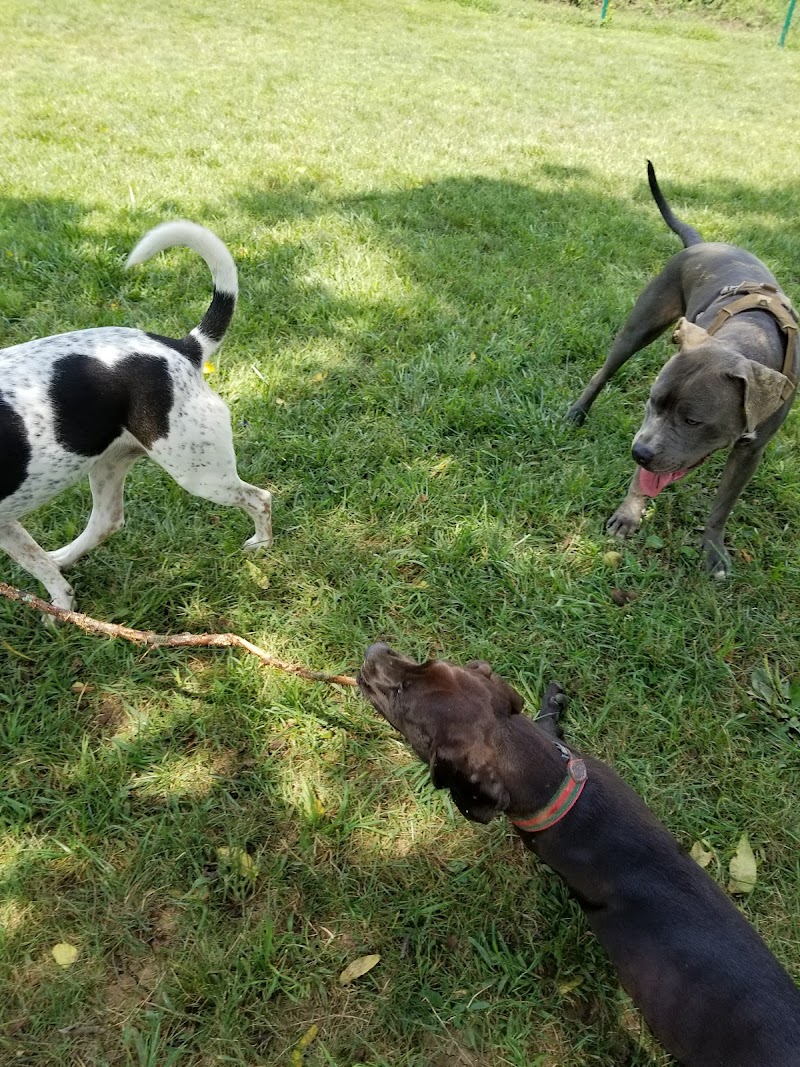 harrisonburg-virginia-smithland-road-dog-park-2