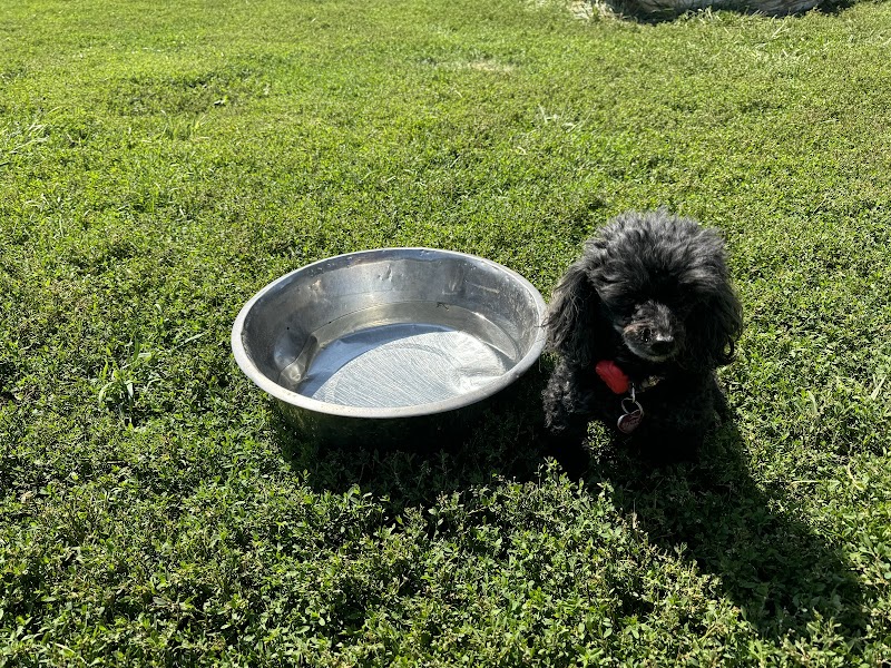 harrisonburg-virginia-smithland-road-dog-park-4