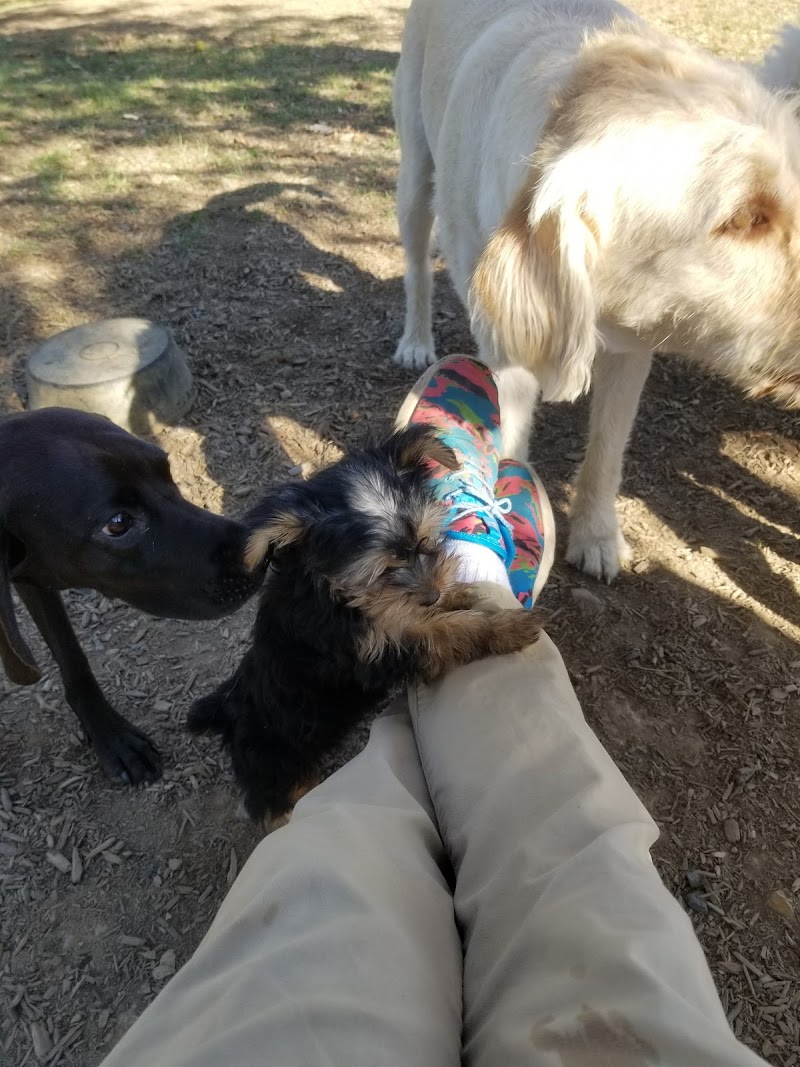 harrisonburg-virginia-smithland-road-dog-park-7
