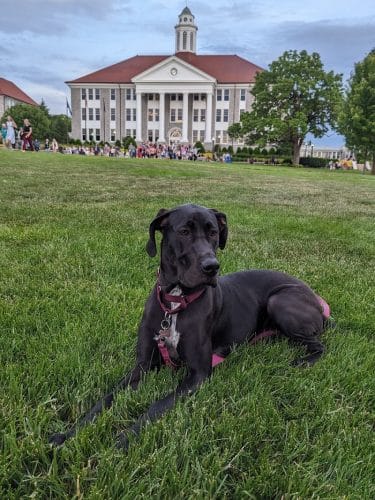 The Quad