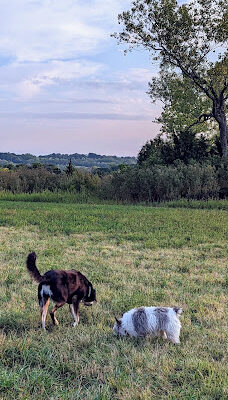 Harrisonville Dog Park