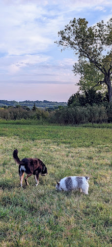 Harrisonville Dog Park