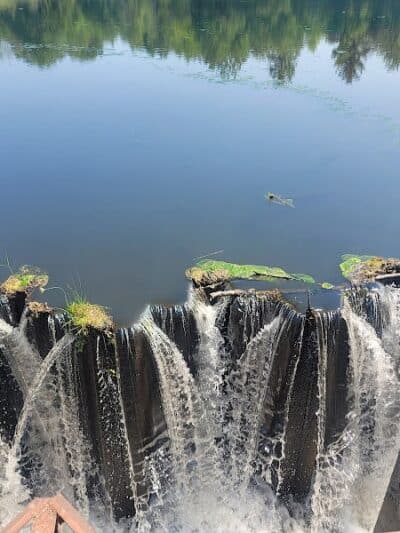 Gales Pond County Park - Hart,