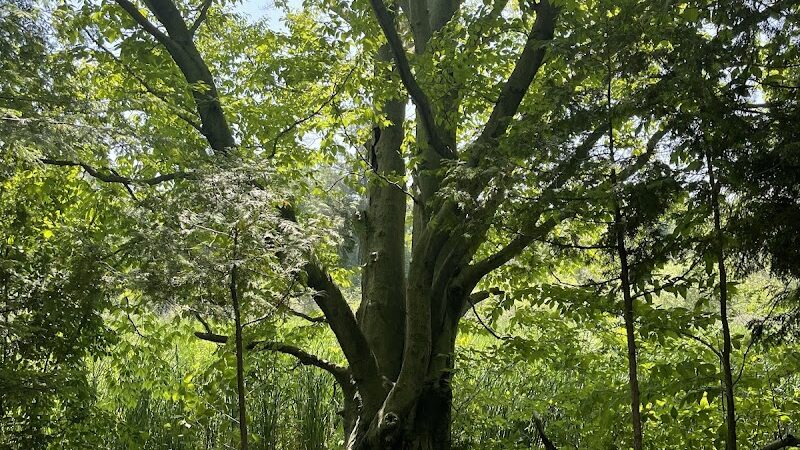 Gales Pond County Park - Hart,