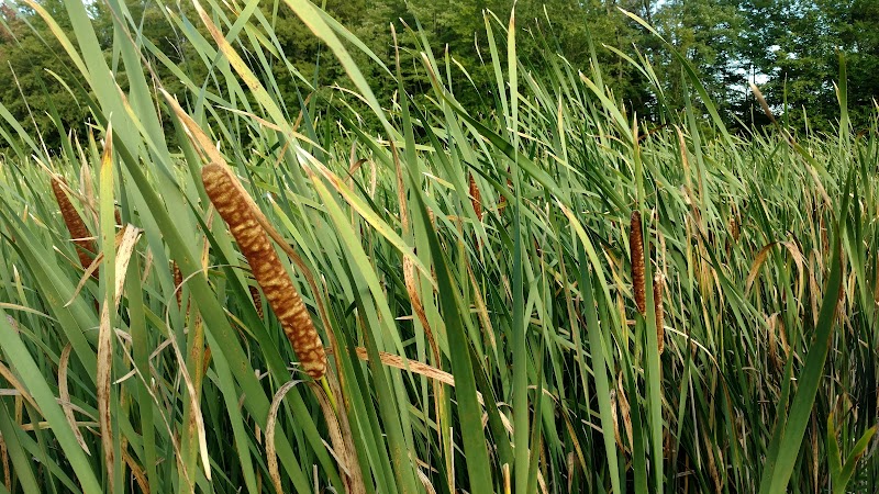 Gales Pond County Park - Hart,