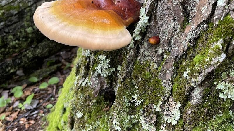 Gales Pond County Park - Hart,